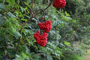 sambucus racemosa (6).jpg_product